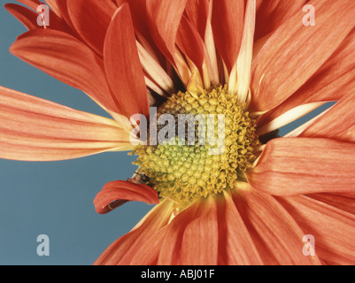 Petalo di fiore di avvizzimento batterico muffa grigia o petalo lo smorzamento Botrytis cinerea su crisantemo fiore Foto Stock