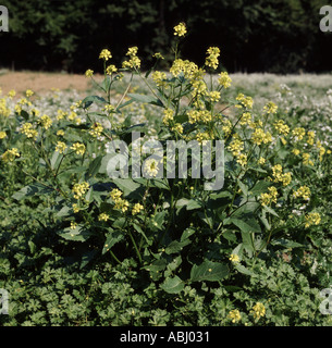 Charlock Sinapis arvense fioritura close up adottate nel Regno Unito Settembre Foto Stock