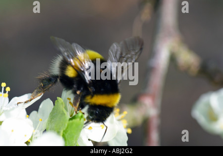 Bumble Bee, bombus terrestris su damson blossom, Blair Atholl, Perthshire, Scotland, Regno Unito Foto Stock