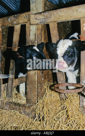 I vitelli in stalla, cheshire, Regno Unito Foto Stock