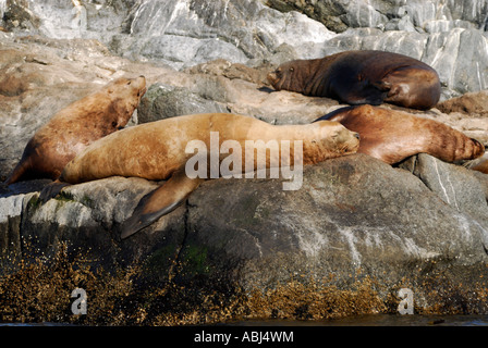 Allevamento di Steller leoni di mare sulle rocce, a sud dell'isola di Vancouver Foto Stock