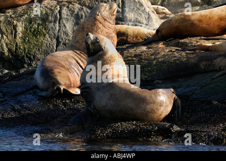 Allevamento di Steller leoni di mare sulle rocce, a sud dell'isola di Vancouver Foto Stock