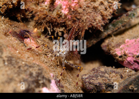 Gamberi Coonstripe nel sud dell'isola di Vancouver Foto Stock