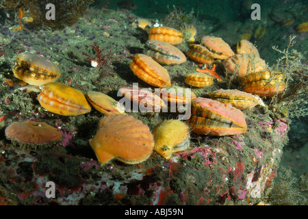 Colonia di spinoso di capesante rosa nel sud dell'isola di Vancouver Foto Stock