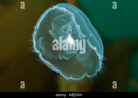 Luna meduse nel sud dell'isola di Vancouver Foto Stock