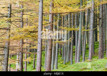 Una forte immagine di una splendida foresta di golden alberi di pino in morbida luce girato nel Lake District inglese in autunno Foto Stock