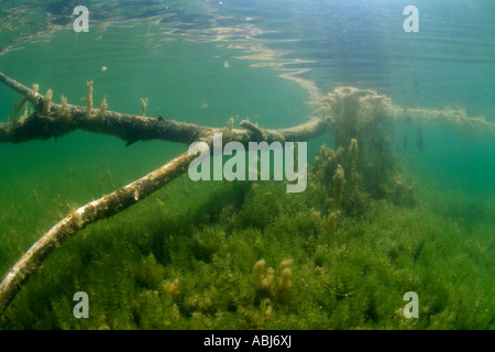 Campo di Hydrilla verticillata piante in Clear Spring Lake, Texas Foto Stock