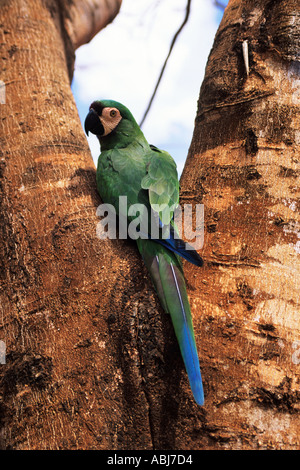 Pantanal, Mato Grosso, Brasile. Chestnut-Fronted Macaw (grave Macaw), ARA severa Ara severus, nel selvaggio. Foto Stock