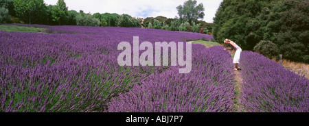 Una donna godendo di un nuovo campo di lavanda Foto Stock