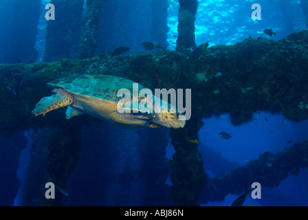 Turtle nuoto attraverso un impianto di perforazione nel Golfo del Messico, off Texas Foto Stock