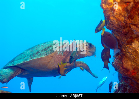 Turtle nuoto attraverso un impianto di perforazione nel Golfo del Messico, off Texas Foto Stock