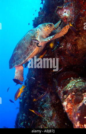 Turtle nuoto attraverso un impianto di perforazione nel Golfo del Messico, off Texas Foto Stock