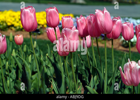 Campo di tulipani rosa in Dallas Arboretum Park Foto Stock