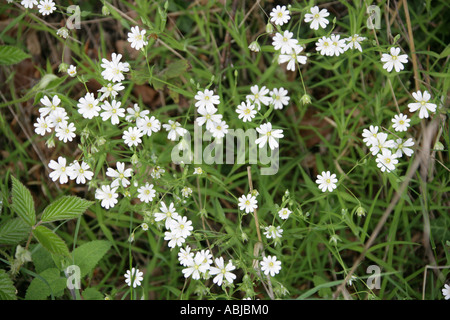 Maggiore Stitchwort, Stellaria holostea Foto Stock