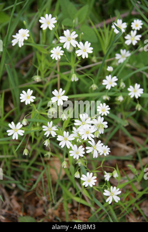 Maggiore Stitchwort, Stellaria holostea Foto Stock