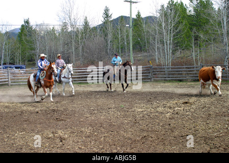 I cowboys arrotondando il bestiame Foto Stock