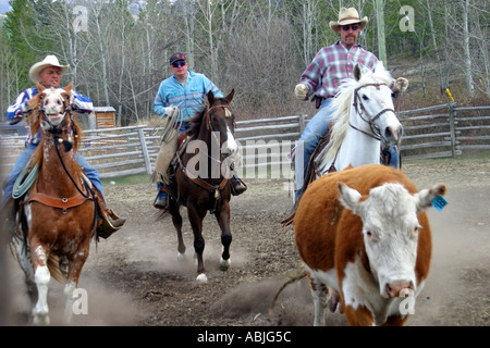 I cowboys arrotondando il bestiame Foto Stock