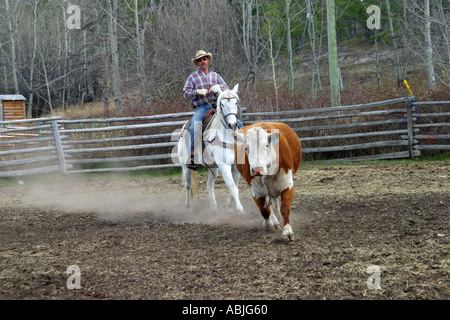 Cowboy arrotondando il bestiame Foto Stock