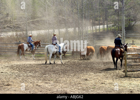 I cowboys arrotondando il bestiame Foto Stock