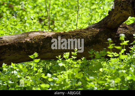 Moss crescente sul lato nord dell'albero caduto Foto Stock