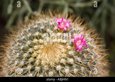 Primo piano di piccoli fiori rossi rosa che crescono su un cactus verde spinoso in un giardino. Foto Stock