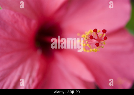 Foto macro di un fiore rosa di Hibiscus rosa sinensis, che evidenzia l'intricato polline giallo e lo stigma rosso con un morbido sfondo bokeh. Foto Stock