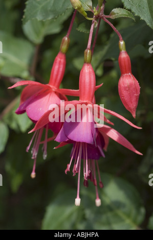 Primo piano di vivaci fiori rossi viola di una pianta Fuchsia appesa su un lussureggiante sfondo verde. Foto Stock
