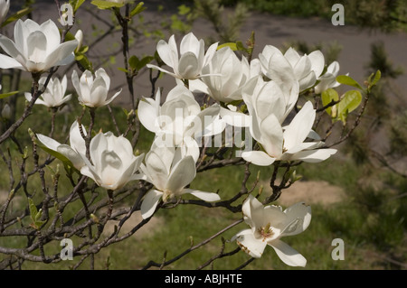 Bellissimi fiori bianchi di magnolia dall'albero di tulipani o dal cespuglio di tulipani Magnoliaceae Magnolia liliflora che fioriscono sui rami in un giardino primaverile. Foto Stock