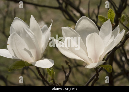 Fiori di magnolia bianca di tulipani o di tulipani Magnoliaceae Magnolia liliflora che fioriscono sui rami su un morbido sfondo sfocato. Foto Stock