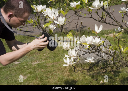 Un uomo sta immagine di bianco fiori di magnolia da tulip tree o tulip bush della Magnoliacee Magnolia liliflora Foto Stock