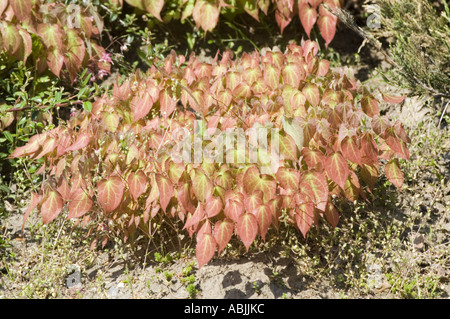 Barrenwort o Vescovo s mitre Berberidaceae Epimedium x youngianum Foto Stock