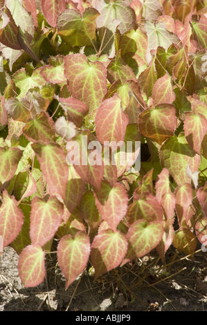 Barrenwort o Vescovo s mitre Berberidaceae Epimedium x youngianum Foto Stock