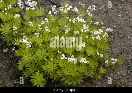 Un sacco di piccoli fiori bianchi dolci di Woodruff Rubiaceae asperula odorata o il Galium odoratum Foto Stock