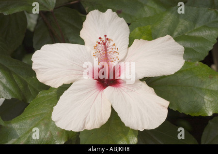 Primo piano di una rosa cinese in fiore, l'Hibiscus rosa sinensis, con un centro rosso intenso e foglie verdi sullo sfondo. Foto Stock