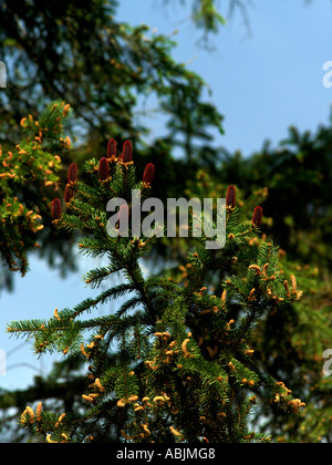 Nuovo Pigne formando su albero Foto Stock