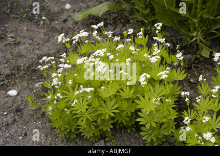 Piccoli fiori bianchi di bosco dolce (Rubiaceae Asperula odorata o Galium odoratum) che crescono in un letto da giardino con foglie verdi di balena. Foto Stock