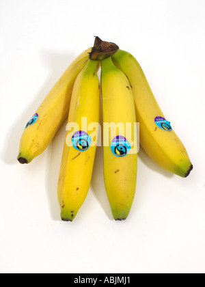 Mazzetto di Fairtrade banane provenienti da Isole Sopravento Foto Stock