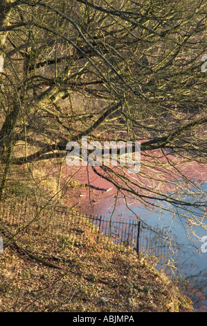 Stagno in Valle di Salute su Hampstead Heath Londra Inghilterra REGNO UNITO Foto Stock