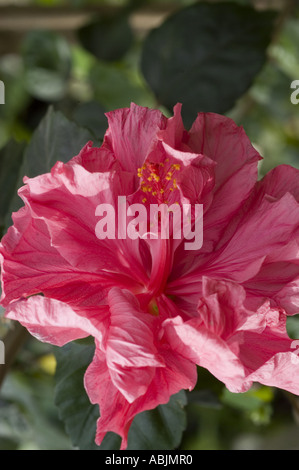 Vivace primo piano di un fiore rosa rosa rosa cinese di Hibiscus rosa sinensis con petali arricciati e stami visibili in un giardino. Foto Stock