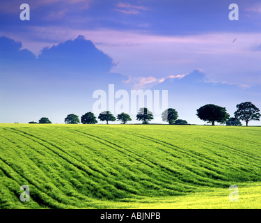 GB - GLOUCESTERSHIRE: Summertime in Cotswolds Foto Stock