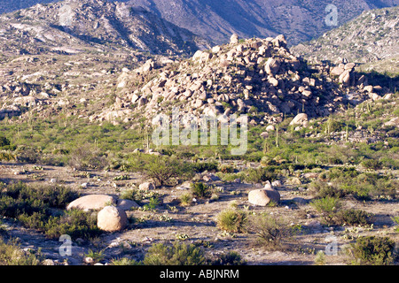 Santa Catalina Mountains Tucson in Arizona USA 20 Aprile Saguaro Palo Verde deserto Foto Stock