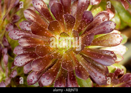 Nome comune viola Rose Tree nome latino Aeonium Arboreum Atropurpureum Foto Stock