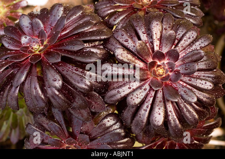 Nome comune viola Rose Tree nome latino Aeonium Arboreum Atropurpureum Foto Stock