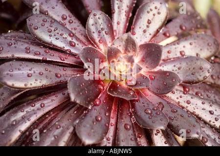 Nome comune viola Rose Tree nome latino Aeonium Arboreum Atropurpureum Foto Stock