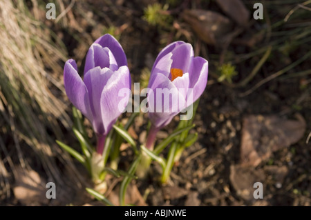 Primo piano di un paio di croci viola o fiori di croci che fioriscono nel giardino, visti dall'alto sotto la luce soffusa del sole. Foto Stock