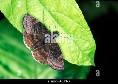 Falso Duskywing Gesta gesta Nuevo Leon Monterrey Cola de Caballo Messico 2 Novembre Hesperiidae Pyrginae Foto Stock