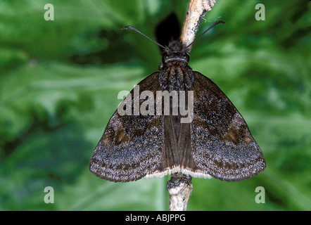 Falso Duskywing Gesta gesta Nuevo Leon Monterrey Cola de Caballo Messico 2 Novembre Hesperiidae Pyrginae Foto Stock