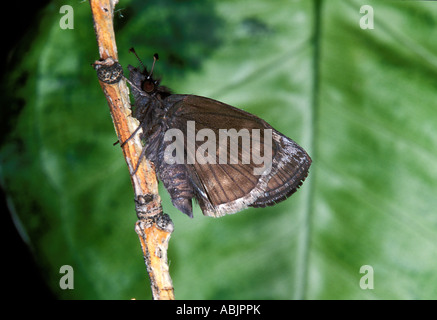 Falso Duskywing Gesta gesta Nuevo Leon Monterrey Cola de Caballo Messico 2 Novembre Hesperiidae Pyrginae Foto Stock