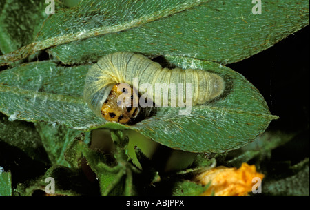 Falso Duskywing Gesta gesta Nuevo Leon Monterrey Cola de Caballo Messico caterpillar 2 Novembre Hesperiidae Pyrginae Foto Stock