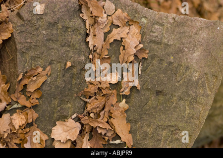 Antico cimitero ebraico del XX secolo vicino al villaggio di Miedzichowo, Polonia. Matzevah in pietra intemprata ricoperta di foglie di quercia autunnale asciutta. Foto Stock